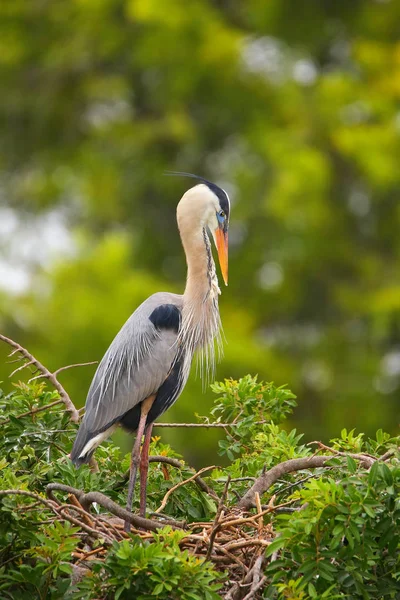 Grande garça azul em pé em um ninho. É o maior Norte Ame — Fotografia de Stock