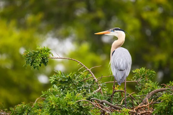 Blauwe reiger staande op een nest. Het is de grootste Noord Ame Stockfoto