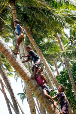 Lavena, Fiji - 27 Kasım: Tanımlanamayan çocuklar Tırmanma palmiye ağacı için