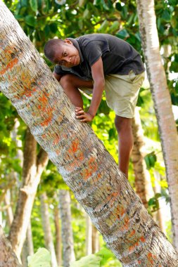 Lavena, Fiji - 27 Kasım: Tanımlanamayan çocuk palmiye ağacına için tırmanıyor