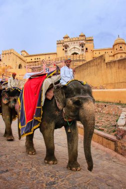 Amber, Hindistan - 1 Mart: Kimliği belirsiz rides elephan dekore edilmiş