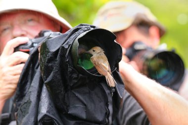 Santiago Adası, Ekvator - 22 Nisan: Dost Galapagos flycatch