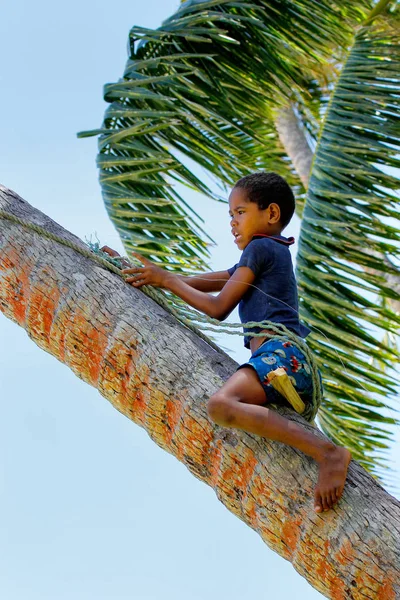 미확인된 소년을 나무를 올라 Lavena, 피지-11 월 27 일: — 스톡 사진