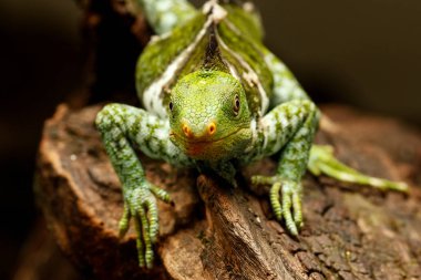 Viti Levu Isla üzerinde Fiji tepeli iguana (Brachylophus vitiensis)