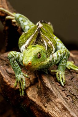 Viti Levu Isla üzerinde Fiji tepeli iguana (Brachylophus vitiensis)