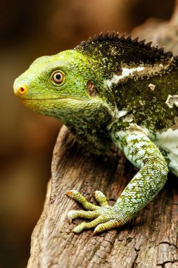 Fiji tepeli iguana (Brachylophus vitiensis) üzerinde VI portresi