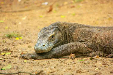 Komodo dragon Komodo Nati Rinca adada dinlenme portresi