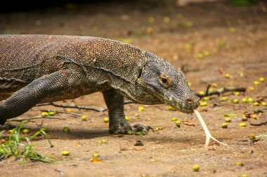 Komodo dragon Komodo Ulusal Parkı, N'Rinca adada yürüyüş