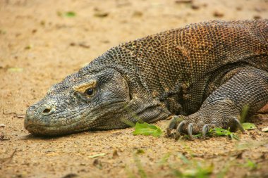 Komodo dragon Komodo Nati Rinca adada dinlenme portresi