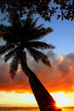 Lavena Köyü Taveuni adada gündoğumu, palmiye ağacı yaslanmış