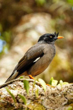 Taveuni Island, Fiji bir ağaçta oturup..... orman myna
