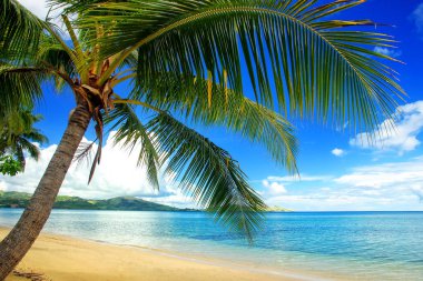 Palmiye ağacı Beach, Nananu-i-Ra Island, Fiji yaslanmış