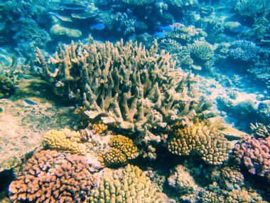 Mercan Somosomo Boğazı sahil Taveuni adadan F içinde