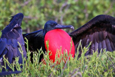 Erkek büyük Frigatebird (Fregata küçük) görüntüleme