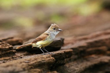 Galapagos sinekkapan Santiago Adası Galapagos Milli Parkı