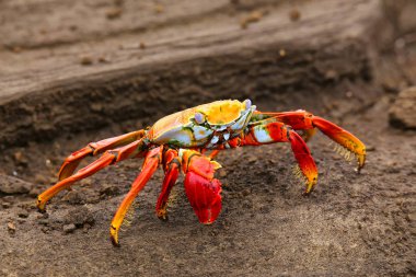 Sally lightfoot crab on Santiago Island in Galapagos National Pa clipart