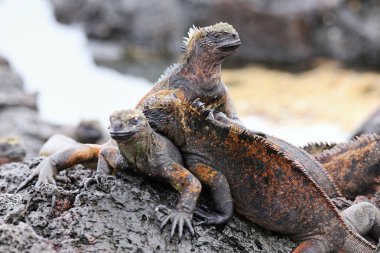Marine iguanas on Santiago Island in Galapagos National Park, Ec clipart