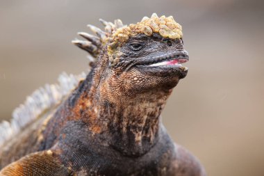 Santiago Adası Galapagos ülkedeki deniz iguana portresi