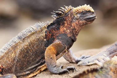 Santiago Adası, Galapagos Milli Parkı, Ecuad tarihinde deniz Iguana