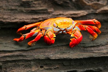 Sally lightfoot Yengeç Santiago Adası Galapagos Ulusal PA