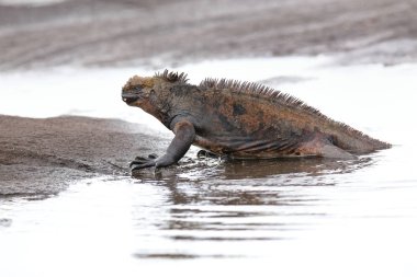 Marine iguana getting out of the water on Santiago Island, Galap clipart