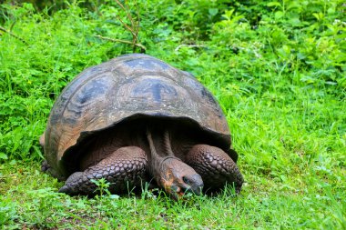 Galapagos dev kaplumbağa Santa Cruz Adası Galapagos Natio '
