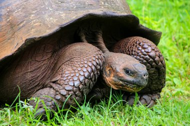 Galapagos dev kaplumbağa Santa Cruz Adası Galapagos Natio '