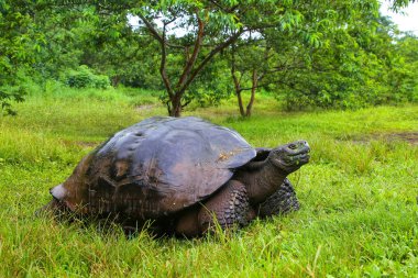 Galapagos dev kaplumbağa Santa Cruz Adası Galapagos Natio '