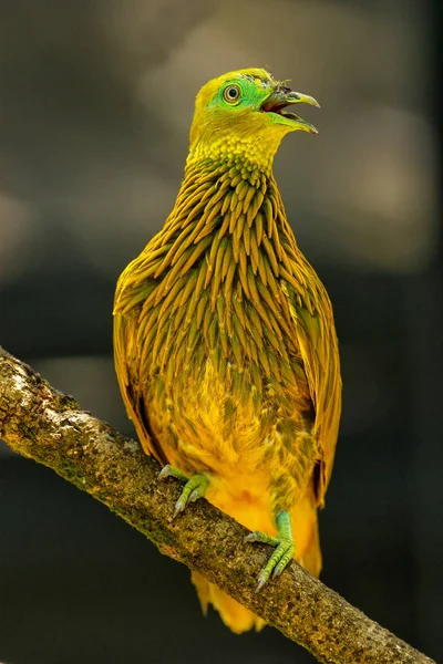 ビチレブ島、フィジー、木の上に座っている黄金の鳩 — ストック写真