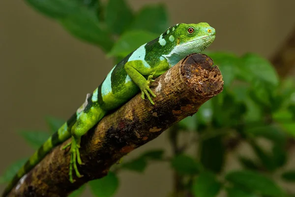 Fiji-Leguan (brachylophus fasciatus) auf viti levu — Stockfoto