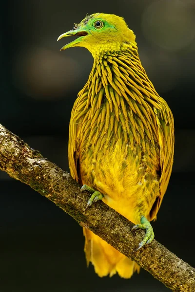 ビチレブ島、フィジー、木の上に座っている黄金の鳩 — ストック写真