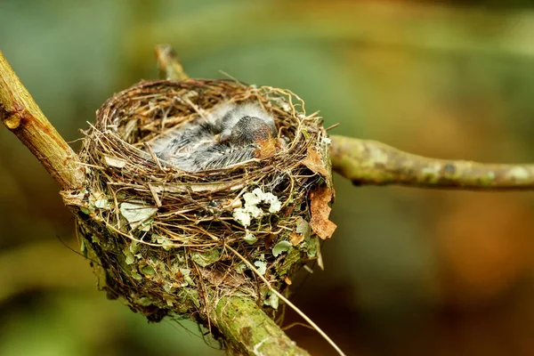 Nido di Vanikoro Broadbill (Myiagra vanikorensis) con pulcini — Foto Stock