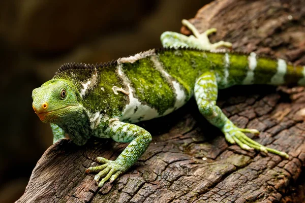 Fidżi iguana czubata (Brachylophus vitiensis), na wyspie Viti Levu Isla — Zdjęcie stockowe