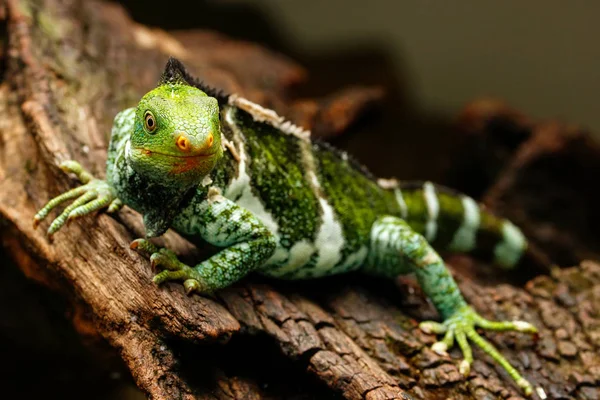 Fidżi iguana czubata (Brachylophus vitiensis), na wyspie Viti Levu Isla — Zdjęcie stockowe