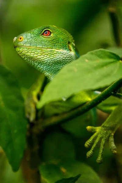 Iguana con bandas de Fiji macho (Brachylophus fasciatus) en Viti Levu Is —  Fotos de Stock