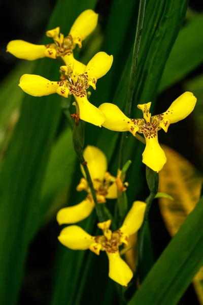 Gelbe Orchideenblüte — Stockfoto