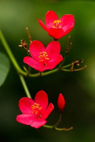 Peregrina flower (Jatropha integerrima) — Stock Photo, Image