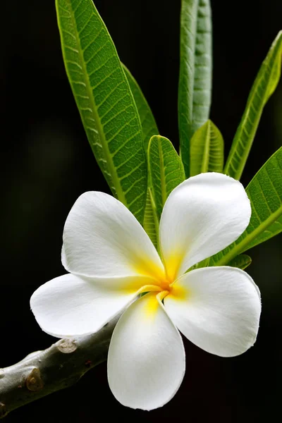 White plumeria flower — Stock Photo, Image