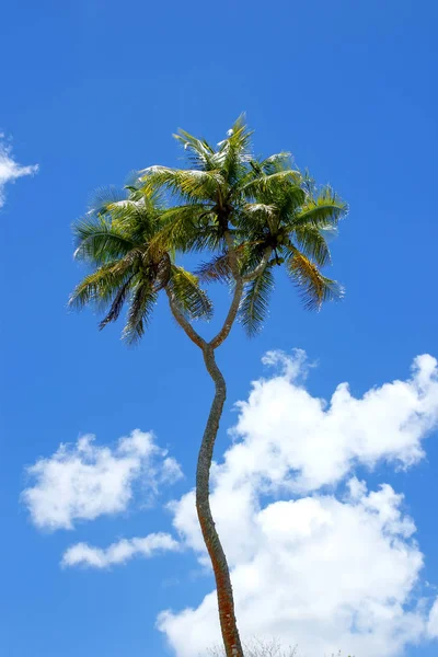 Dubbelriktad kokosnöt träd på Tongatapu i Tonga — Stockfoto