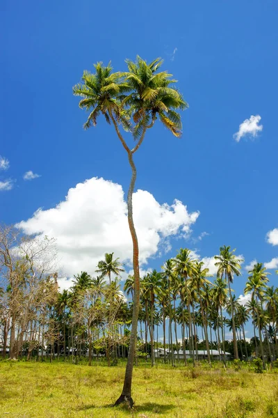 Árbol de coco de dos cabezas en la isla de Tongatapu en Tonga — Foto de Stock
