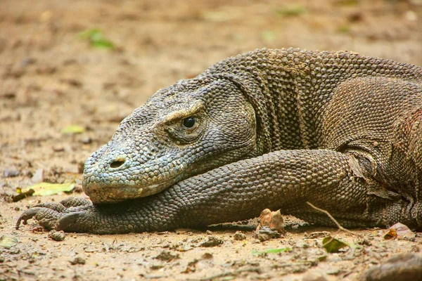 Retrato de dragão de Komodo descansando na ilha de Rinca em Komodo Nati — Fotografia de Stock