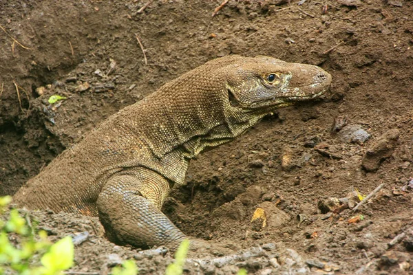 Komodo dragon ástak egy lyukat a Komodo nemzeti András-szigeten — Stock Fotó