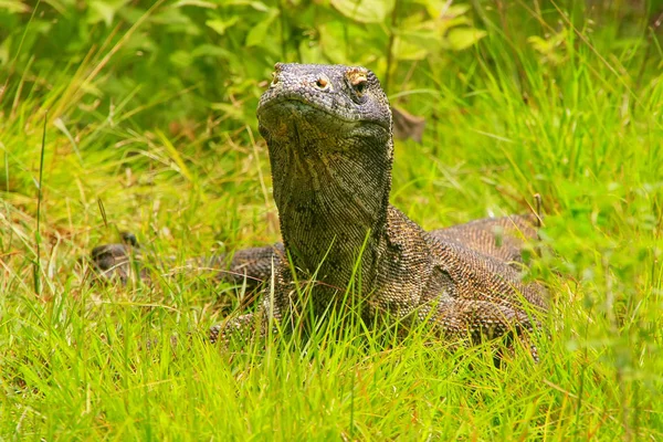 Retrato de dragão de Komodo deitado na grama na ilha de Rinca em Komo — Fotografia de Stock