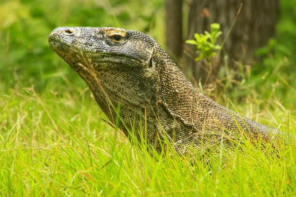 Retrato de dragão de Komodo deitado na grama na ilha de Rinca em Komo — Fotografia de Stock