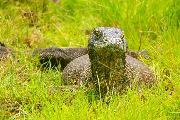 Komodo dragon Rinca Adası Komodo Ulusal çimlere yatan 