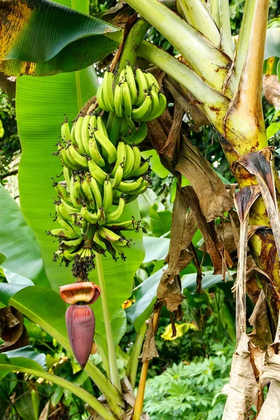 Taveuni Island, Fiji ormanda büyüyen muz