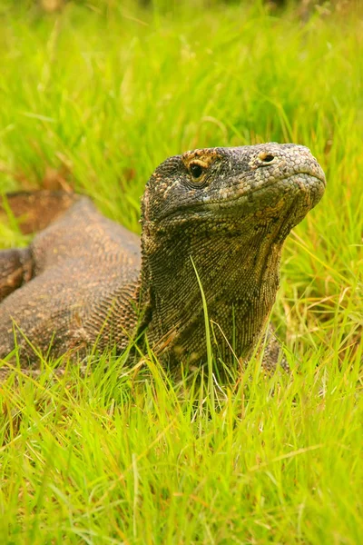 Retrato de dragão de Komodo deitado na grama na ilha de Rinca em Komo — Fotografia de Stock