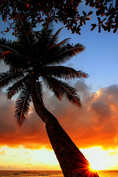 Lavena Köyü Taveuni adada gündoğumu, palmiye ağacı yaslanmış