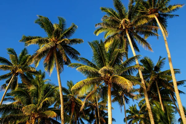 Palm stromy proti modré obloze v Lavena na Taveuni Island, Fidži — Stock fotografie