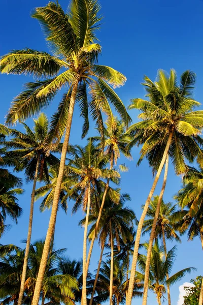 Palm trees agains blue sky in Lavena on Taveuni Island, Fiji — Stock Photo, Image